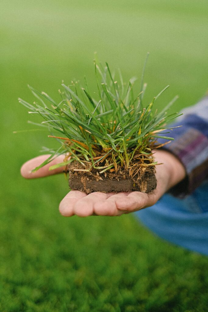 A detailed close-up of hands holding a small patch of grass, showcasing nature and agriculture.